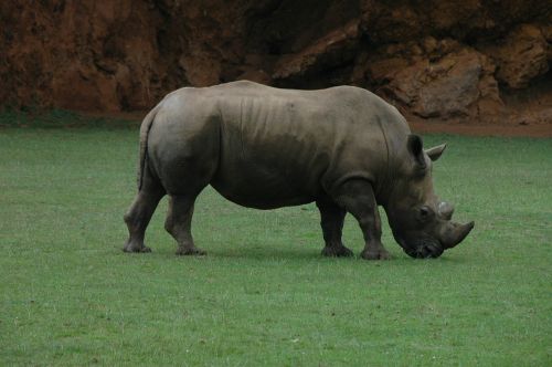 rhino africa horn