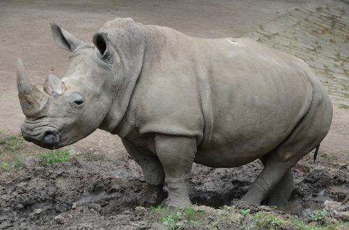 rhino zoo nature park