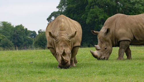 rhino large animal rhinoceros