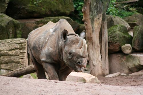 rhino zoo animals