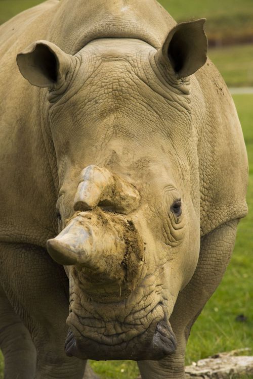 rhino beast wild