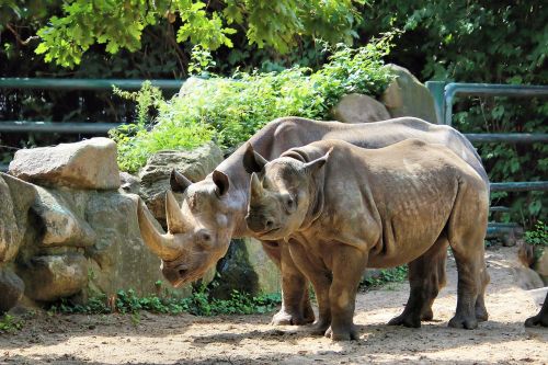 rhino pachyderm big game