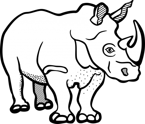 rhino rhinoceros mammal
