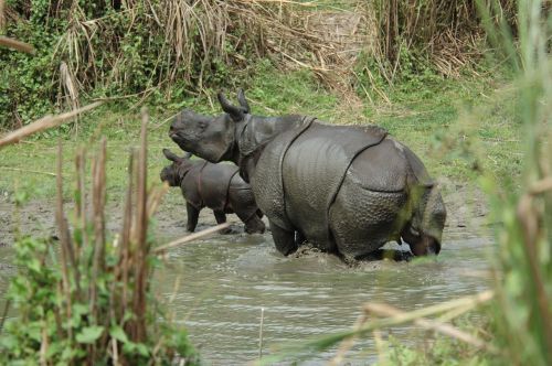 rhino forest africa