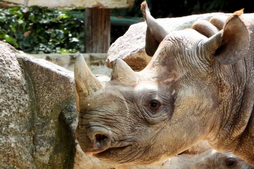 rhino horns head