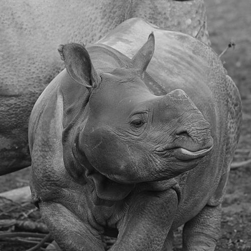 rhino animal baby rhinoceros
