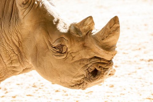 rhino africa pachyderm
