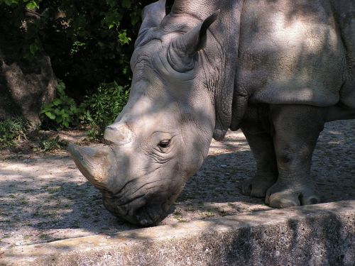 rhino zoo safari