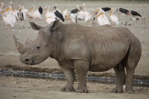 rhino kenya africa