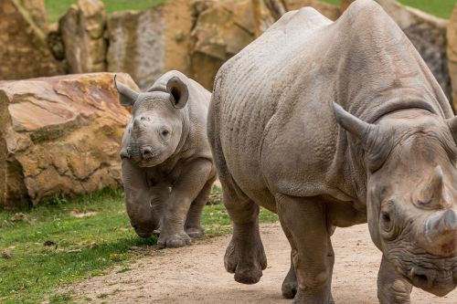 rhino rhino young africa