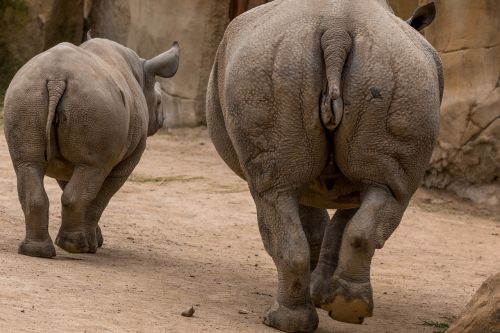 rhino rhino young africa