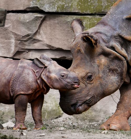 rhino animals emotions