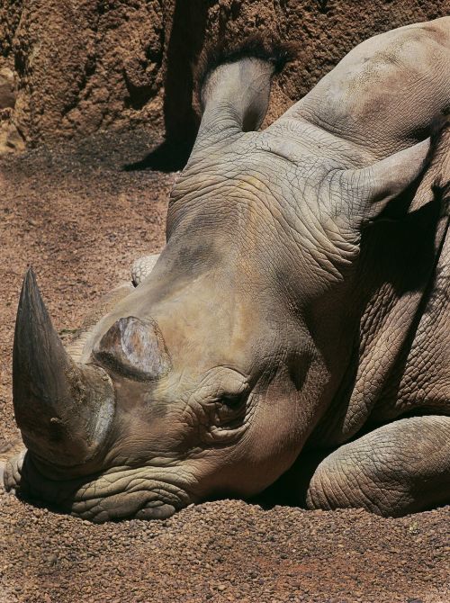 rhino boring animals