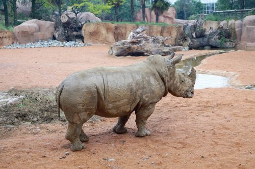 rhino zoo animals