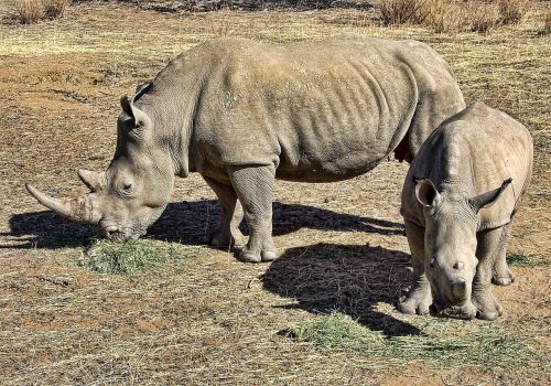 rhino white rhinoceros