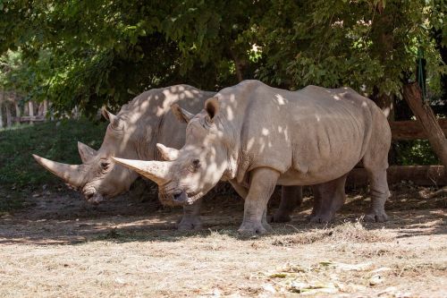rhino animal nature park