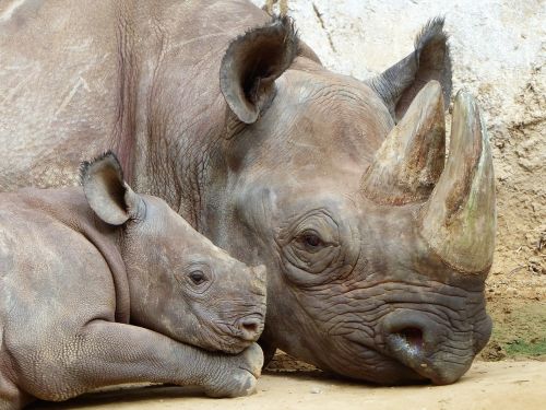 rhino magdeburg zoo