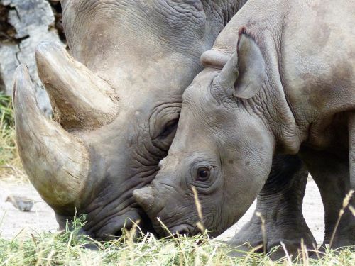 rhino black rhino magdeburg