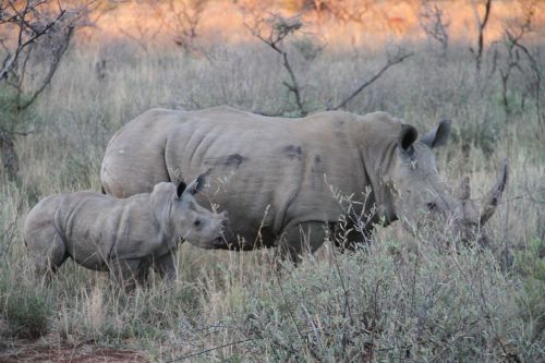 rhino endangered family
