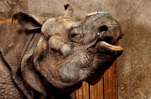rhino animal animal world