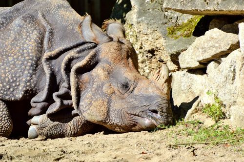 rhino animal mammal