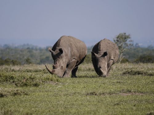 rhino pair eat