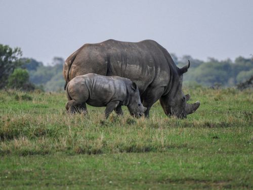 rhino young animal eat