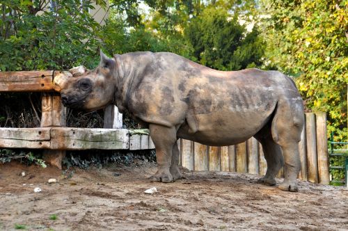 rhino zoo mammals