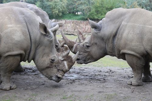 rhino animals zoo