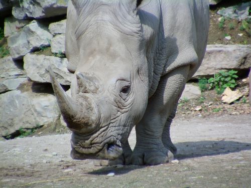 rhino mammal big game