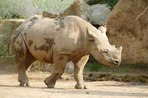 rhino zoo animal