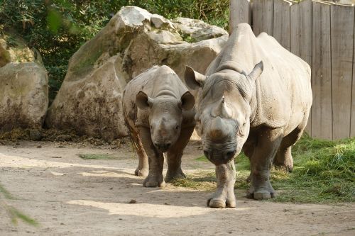 rhino mother child