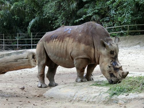 rhino zoo animal