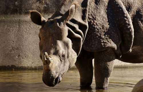 rhino animal world pachyderm