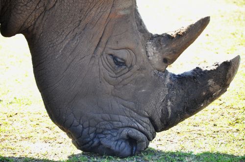 rhino zoo animals