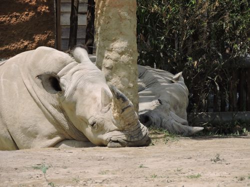 rhino animals nature
