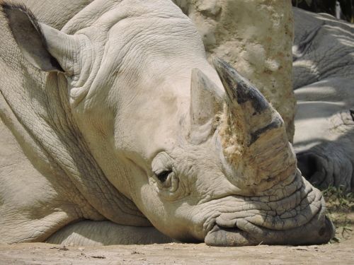 rhino animals nature