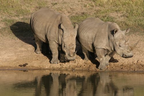 rhino wildlife africa