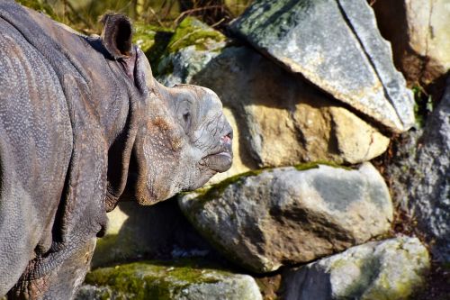 rhino animal mammal