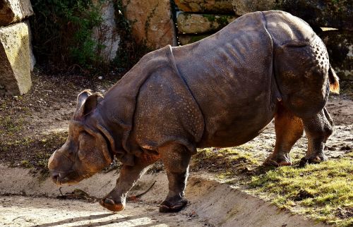 rhino animal animal world