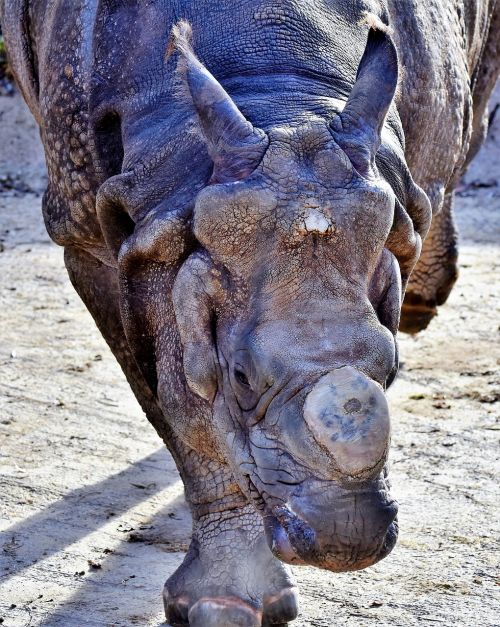 rhino animal mammal