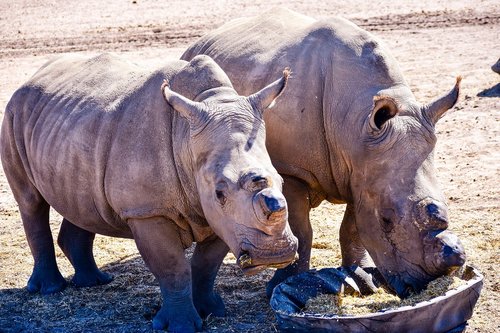rhino  mammal  animal