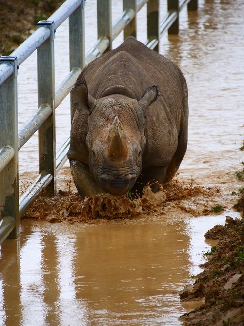 rhino  charging  rhinoceros
