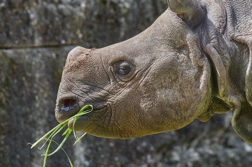 rhino  nature  animal