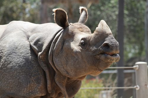 rhino animal wildlife
