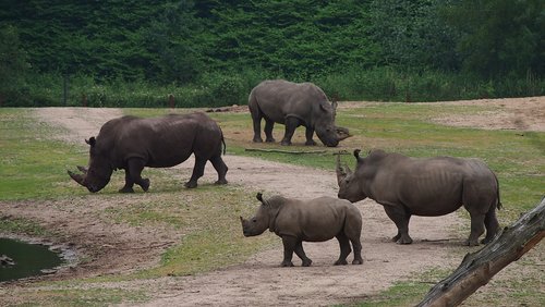 rhino  rhino young  steppe