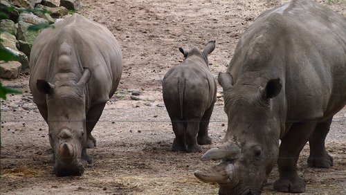 rhino  rhino young  steppe