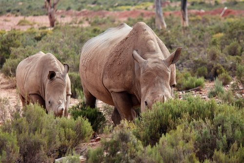 rhino  safari  baby rhinoceros