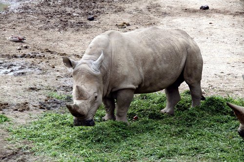 rhino  zoo  safari