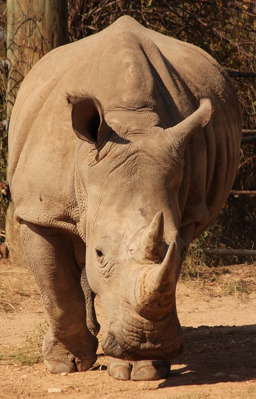 rhino  animal  zoo